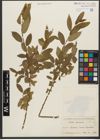 Foto von Salix triandra subsp. triandra L.